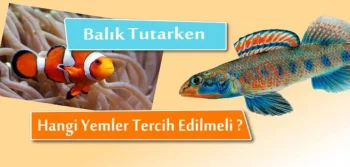 Balık Tutarken Hangi Yemler Tercih Edilmelidir