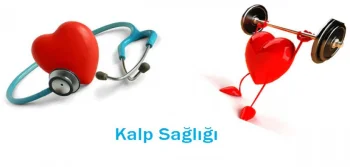 Kalp Sağlığımız